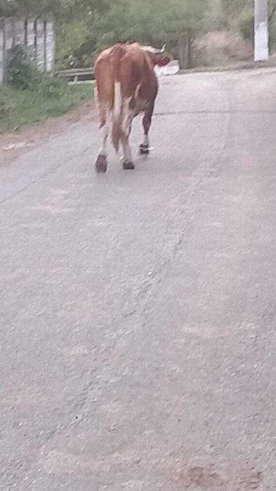 Vaca de vânzare