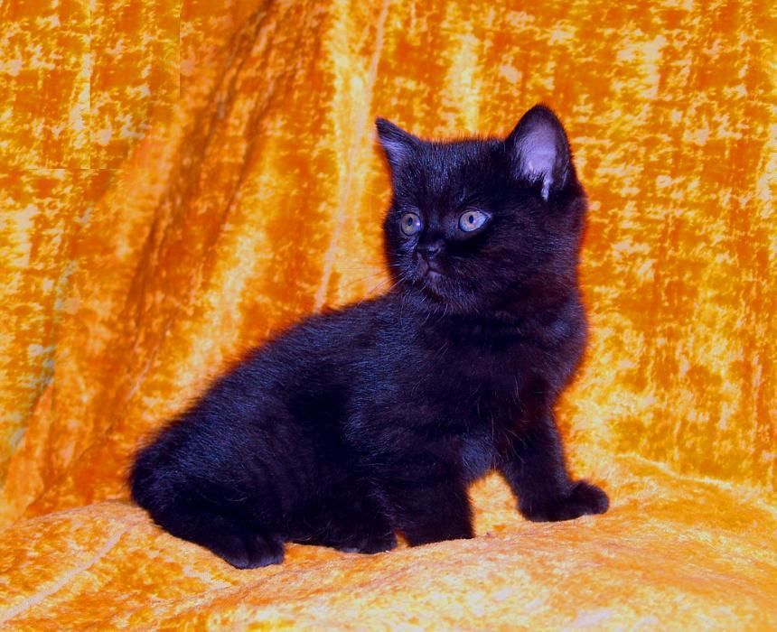 Британские котята