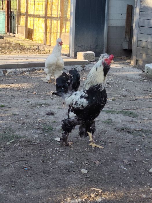 OFERTĂ!! Cocoș strumski cu 3 găini