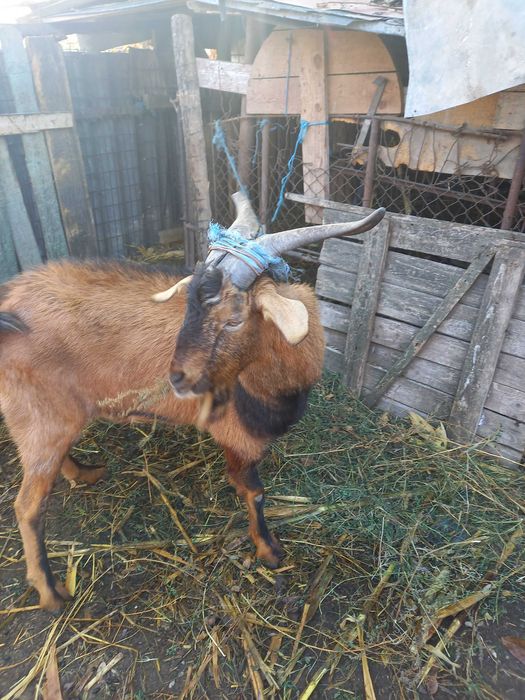 Tap alpin francez 2 ani Ialomita