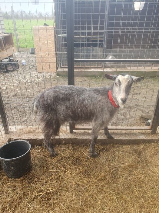 Capra la prima fătare