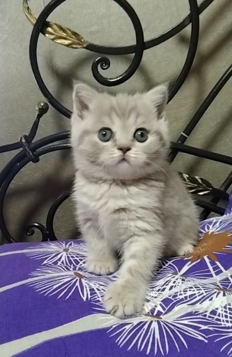 Шикарная девочка. Скоттиш страйт.