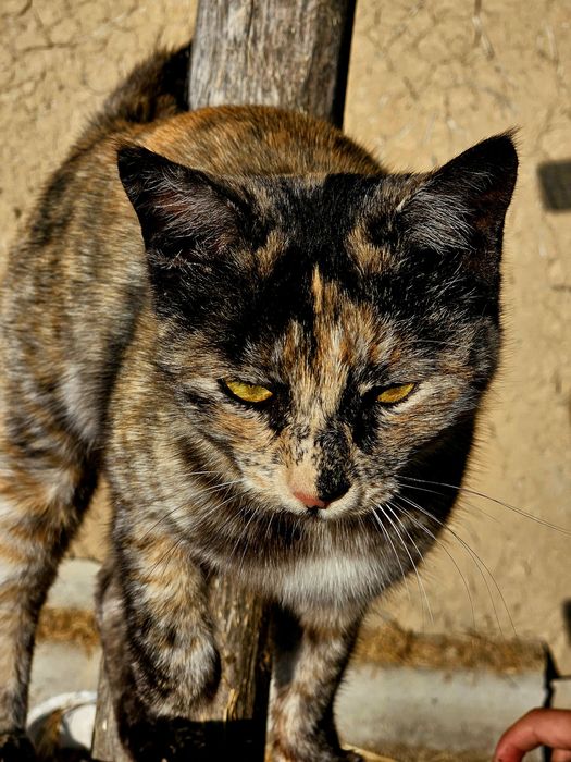 Samsung S24 Обмен