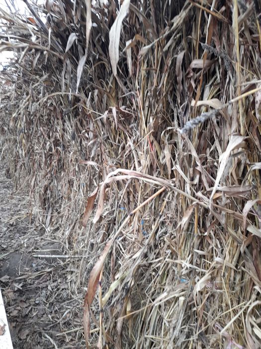 Oq va qora juvari poya