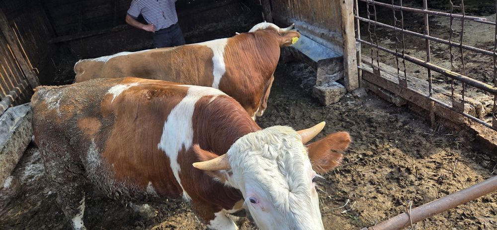 Vând 2 tauri de 300 400 kg