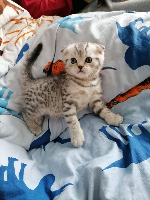 Шотландский вислоухий чистокровный котёнок