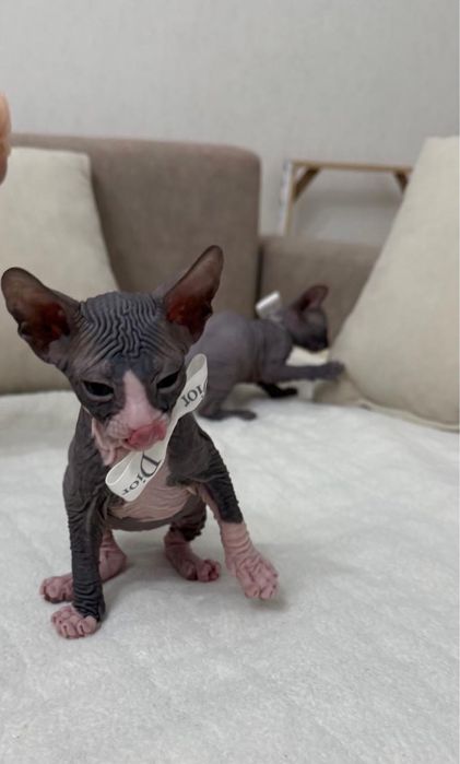 Донской сфинкс котёнок