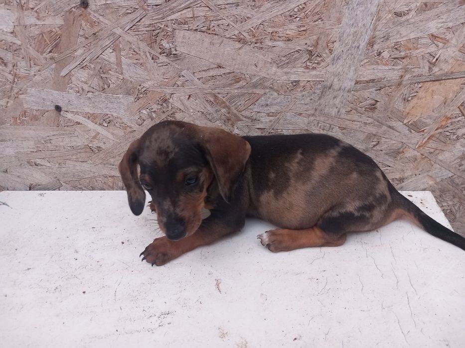Căței Teckel **Dachshund