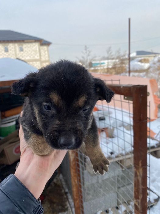 Отдам щенков в добрые руки