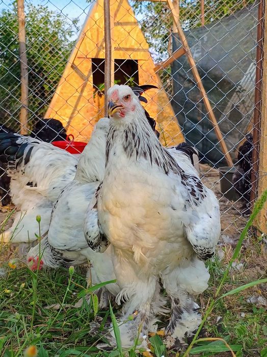 Cocoși Brahma HD. Disponibili
