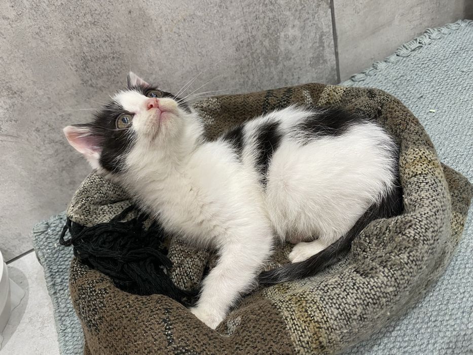 Отдам котенка , девочка