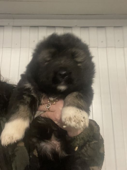 Щенки кавказской овчарки