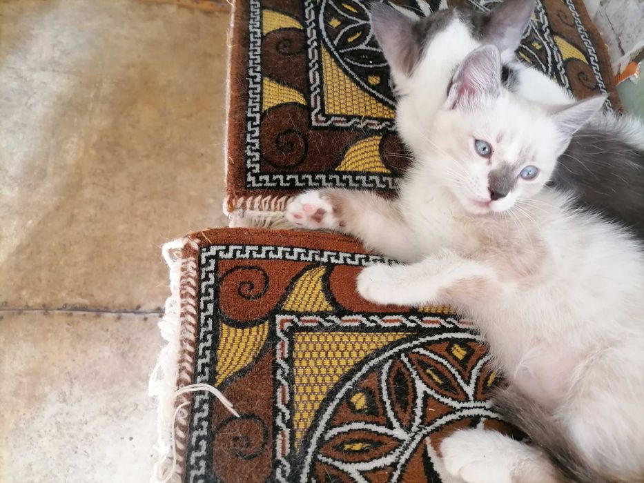 Котики сиамские, домашние.