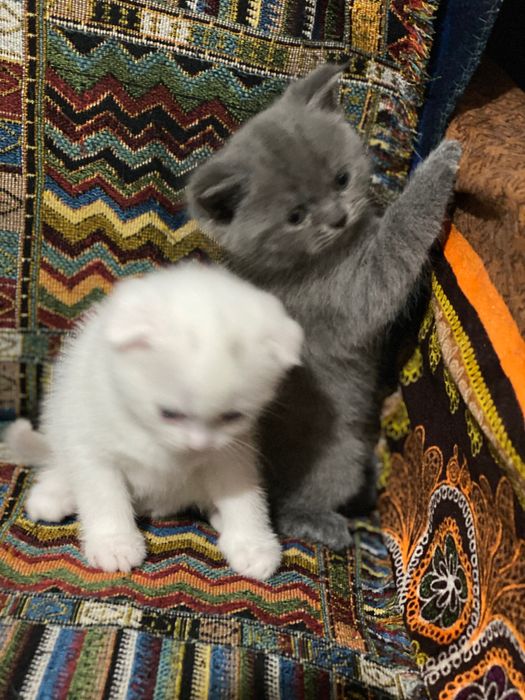 Raqs qilayotgan ayiq porno shousini onlayn tomosha qiling