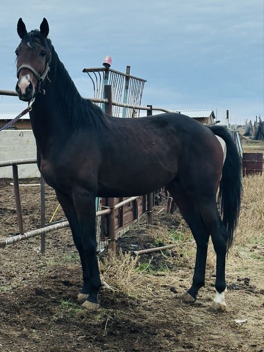 Айғыр 3 жасар Англо-Буден