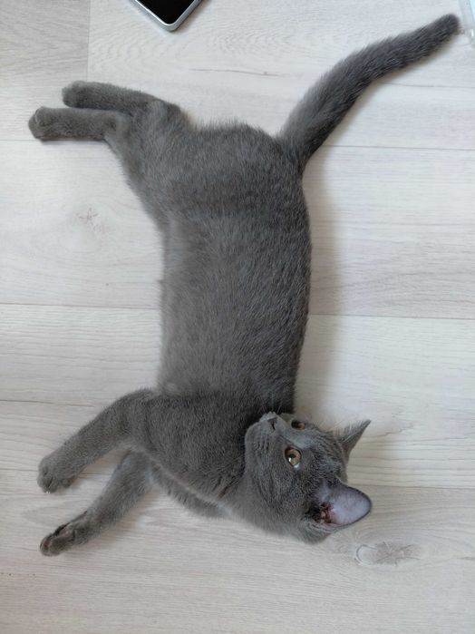 Котенок девочка 3 месяца