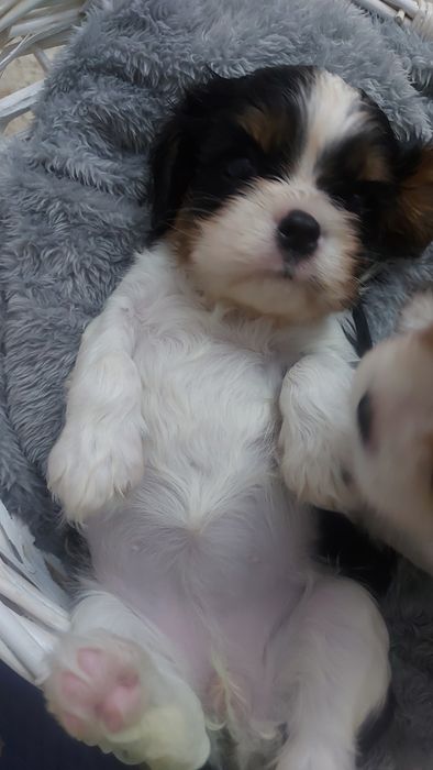 Кавалер Кинг Чарльз Спаниель