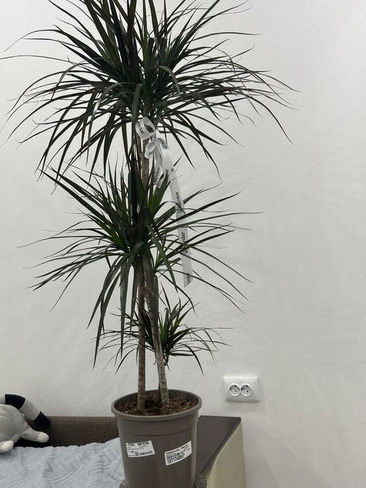 Домашнее дерево