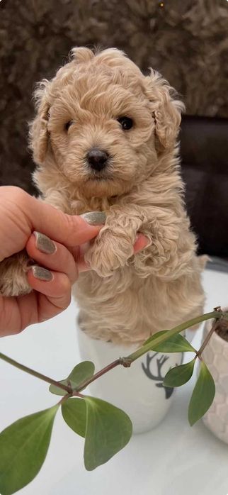 Той/тийкъп пудел кученца – Варна