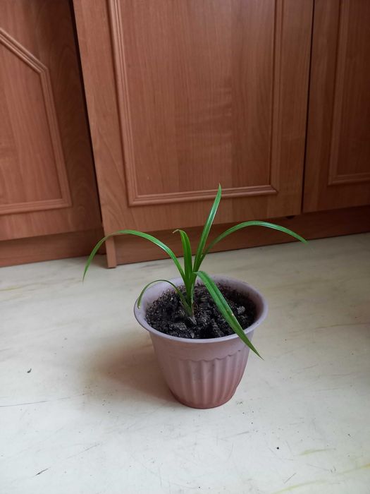 Продам комнатные цветы