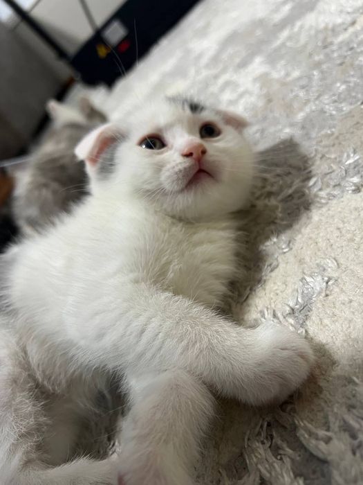 Продаётся котёнок скоттиш фолд