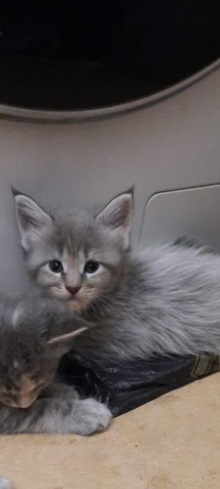 Продам котёнка Мейн-кун