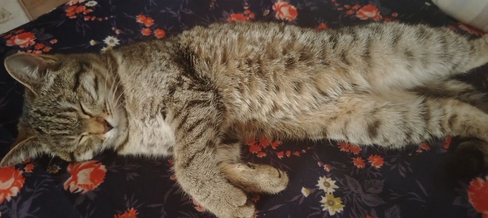 Отдам кошку девочка