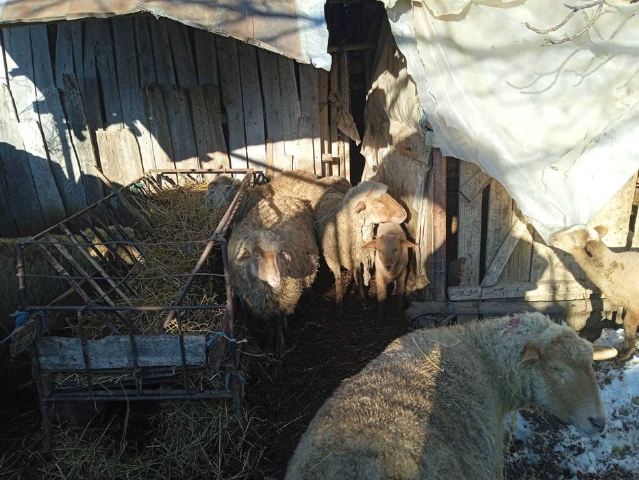 Vând oi cu miei și gestante