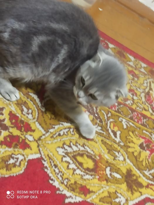 Продается кошка девочка