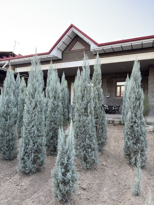 Arizoniskiy kiparis sotiladi toza italiya 20$dan 180$ gacha bor.