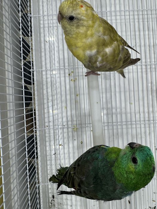 Певчий попугай молодые