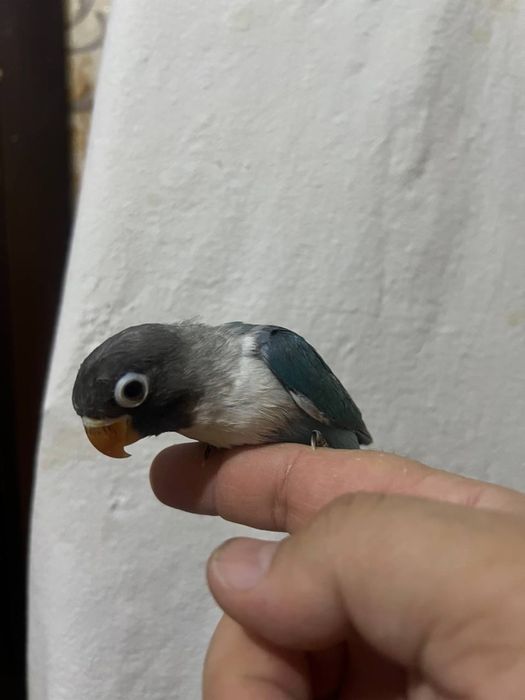 Papugay maska ruchnoy sotiladi