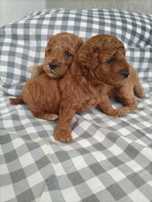 Щенок карликового пуделя