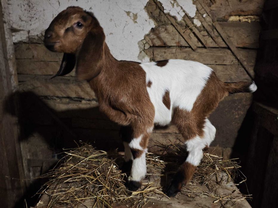 Tapusori anglo-nubiene de vanzare