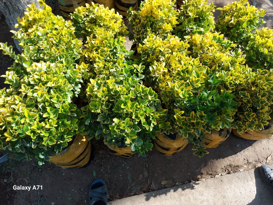 archa bor xarxil turdagi archalar bor