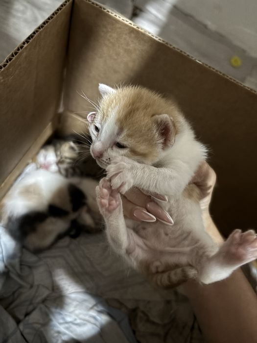Котята отдам в добрые руки