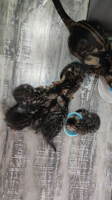 Бенгальские котята