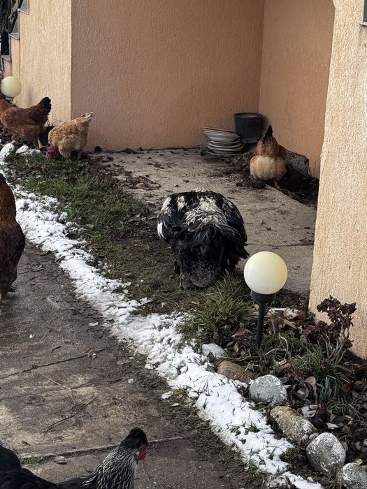 Oua gaini motate si barboase