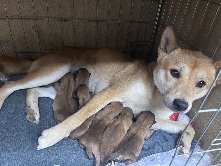 Кучета Шиба Ину Shiba Inu