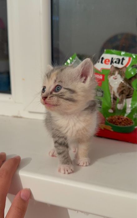 Отдам кошку, кота и котят