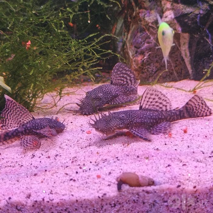 Ansitrus, Анцитрус