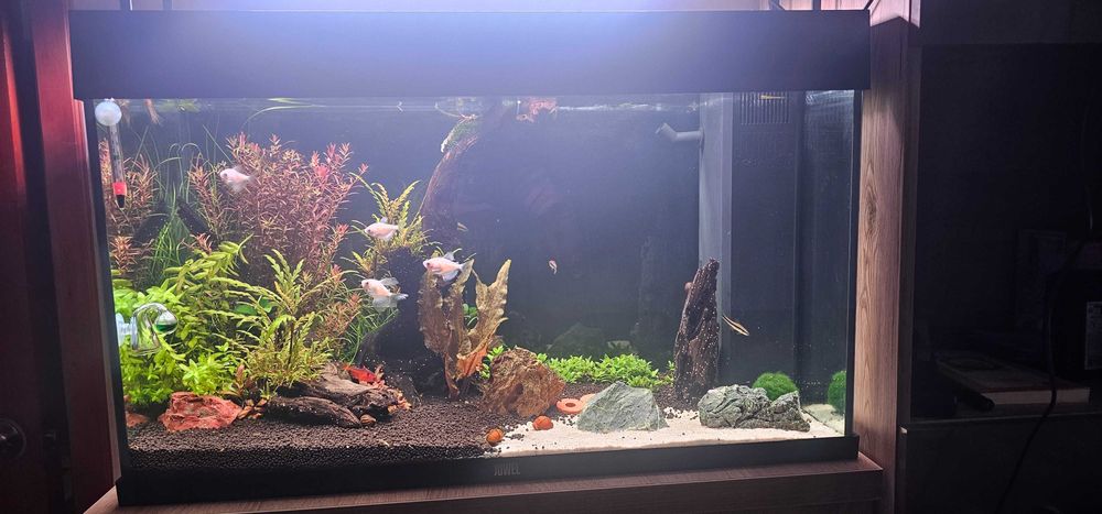 VAND URGENT!!!Acvariu 125l complet echipat