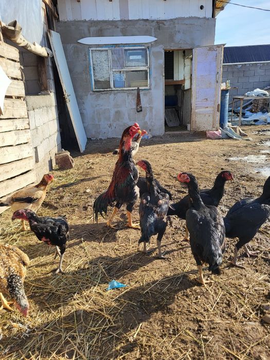 Сатамын жумыртка 1000 ден