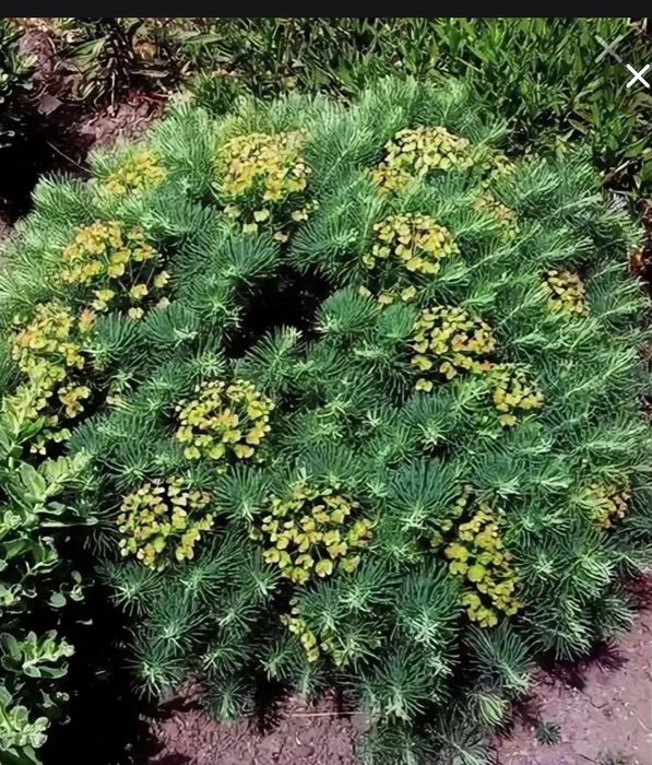 Молочай кипарисовый