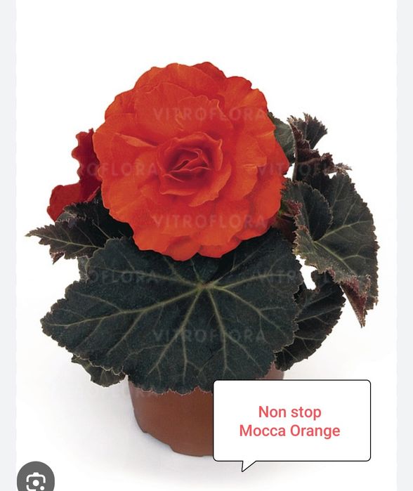 Бегония Нон стоп ( укоренённый черенок)