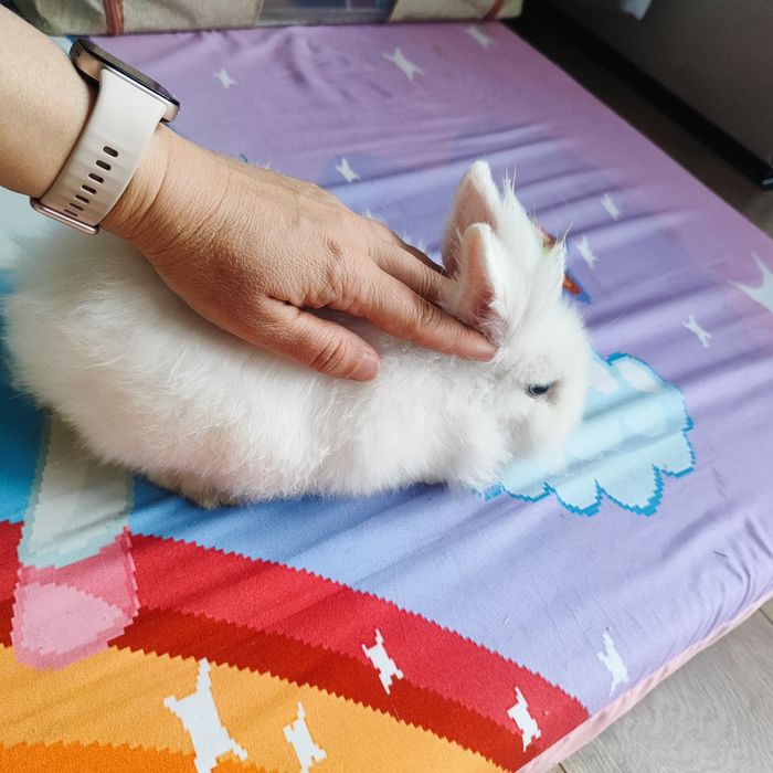 Продаем декоративного кролика