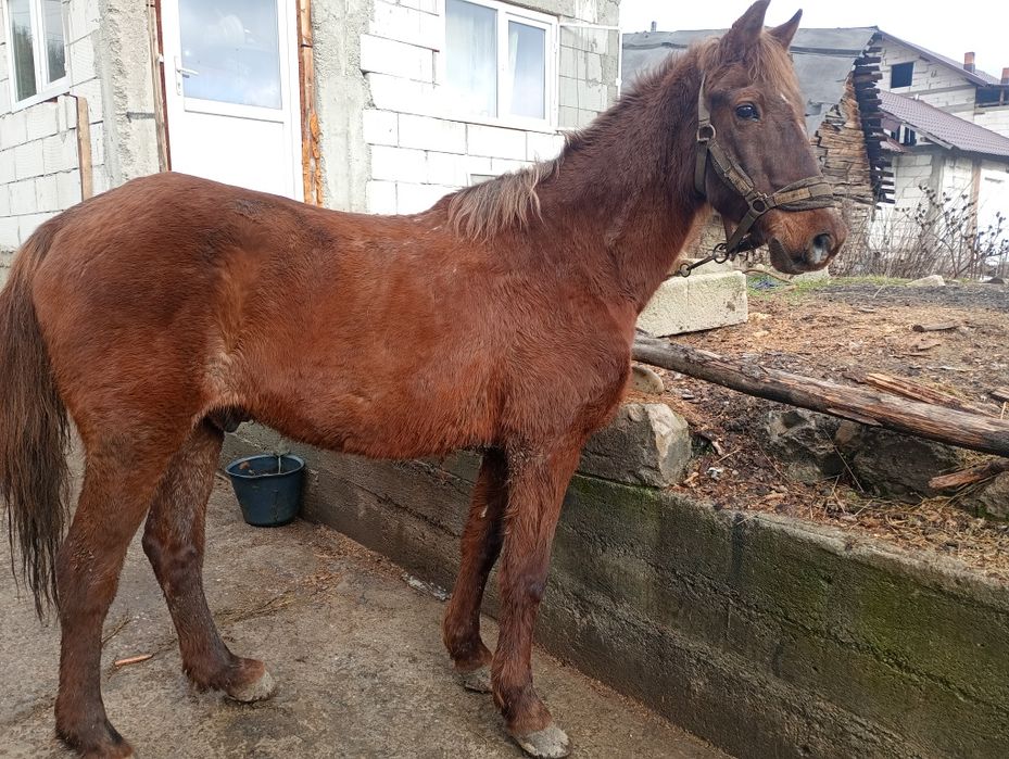 Cal castrat de 8 ani