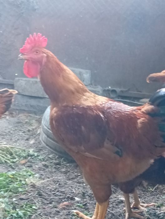 Продам молодых петушков