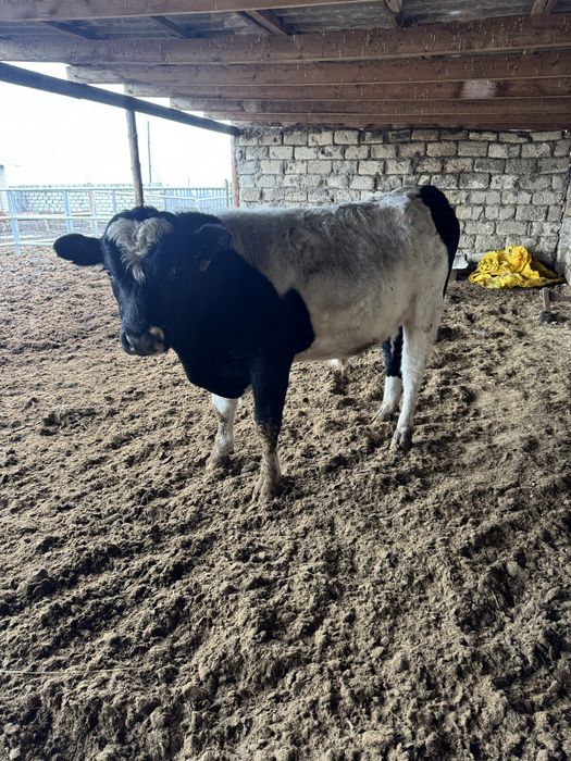 Продаються бычки ( симентальскии)