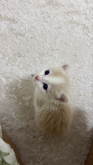 Продаётся милый котенок
